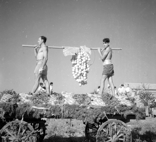Bikurim (first fruits), Photo Asher Benari, 1953