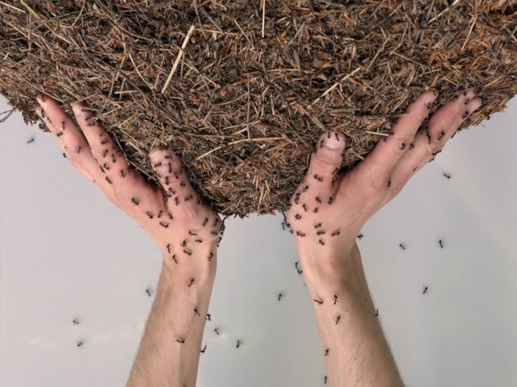 Badel/Sarbach, Animal Remains, 2018