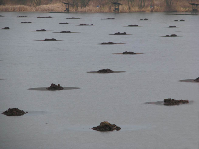 Miklos Onucsan - Earth Plantation, 2009<br class=