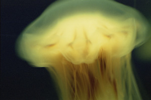 Saltwater: golden seal